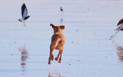Bart and Rosie Will be on World’s Funniest Animals