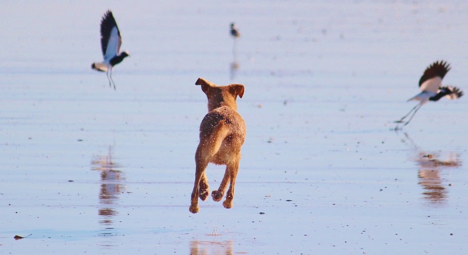 Bart and Rosie Will be on World’s Funniest Animals