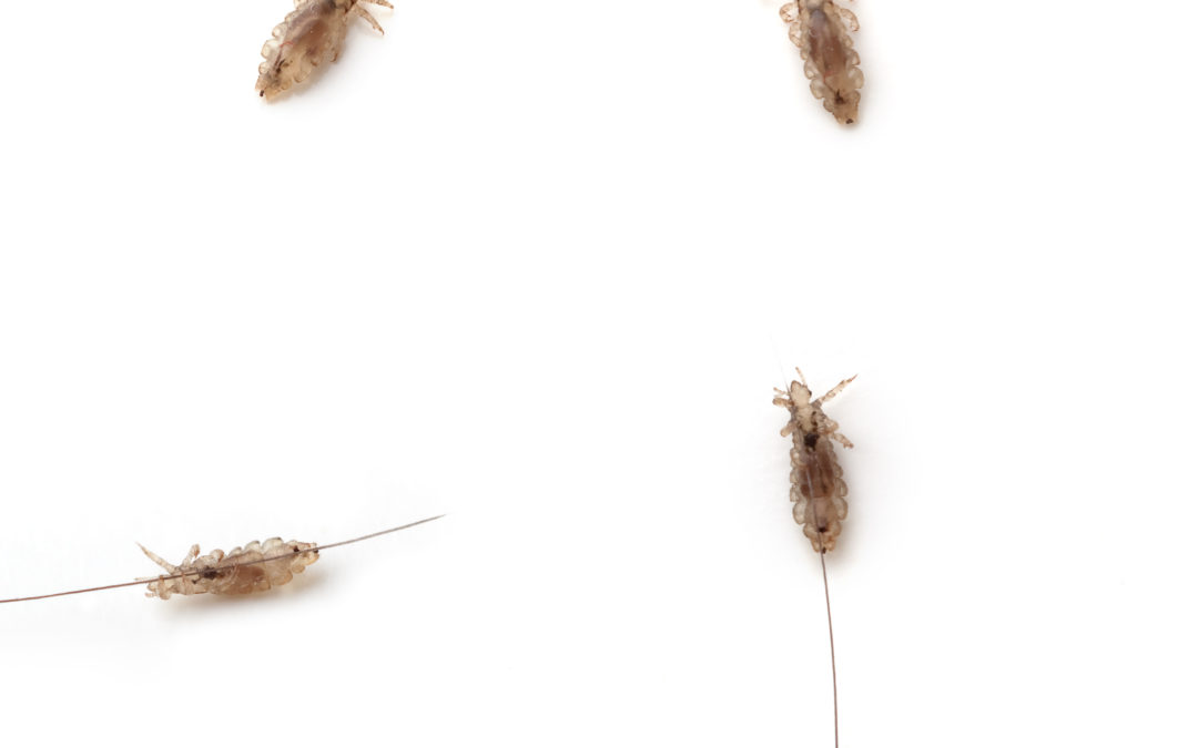Worst Lice Story
