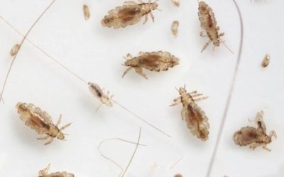 Parents Lice Survival Guide