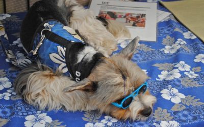 National Dress Up Your Pet Day