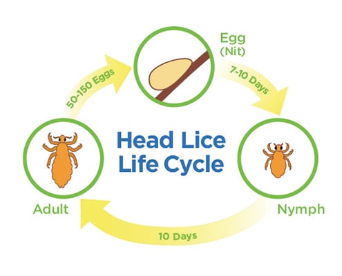 Lice Infestation Stages