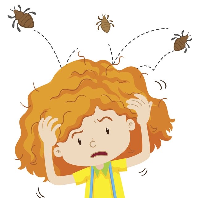 Head Scratching Lice Solution